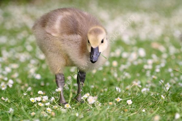 Animals 9